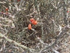 Cylindropuntia leptocaulis