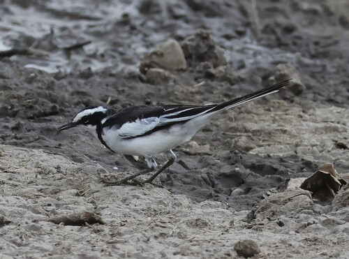 iNaturalist image