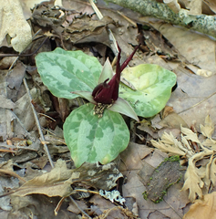 Trillium decumbens
