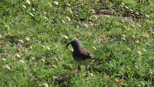 iNaturalist image