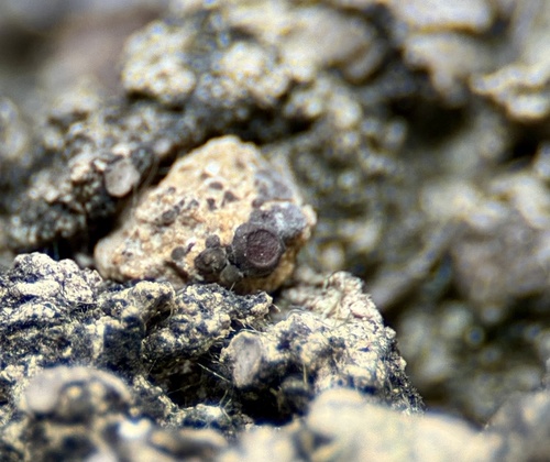 Peltula obscurans