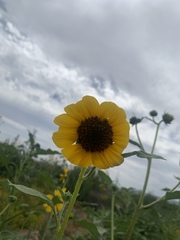 Sanvitalia procumbens