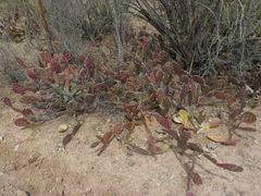 Opuntia