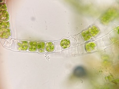 Ulothrix zonata