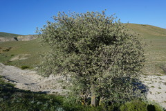 Pyrus salicifolia