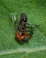 Dilophus occipitalis