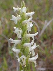 Spiranthes diluvialis