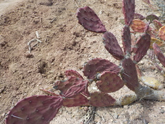 Opuntia