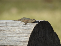 Sceloporus grammicus