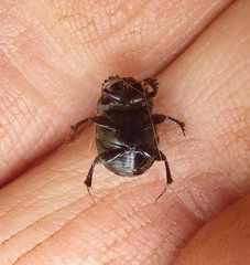 Onthophagus ebenus
