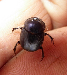 Onthophagus ebenus