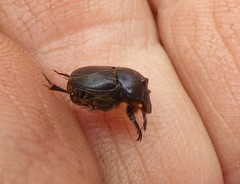 Onthophagus ebenus