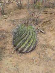 Ferocactus herrerae