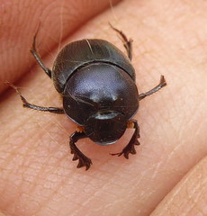 Onthophagus ebenus