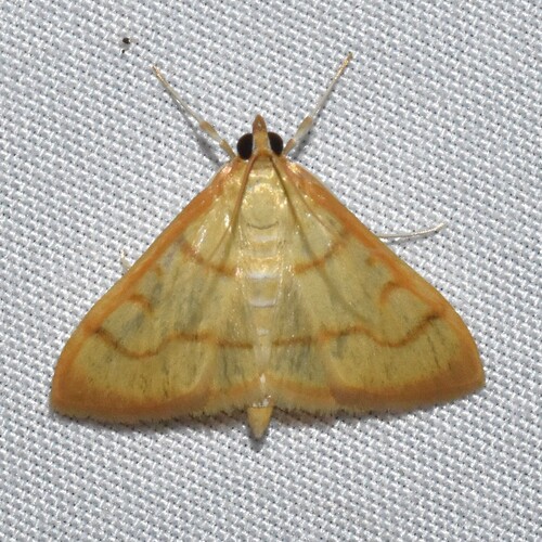 Common Caramel Moth photo 3
