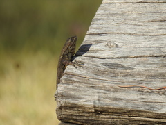 Sceloporus grammicus