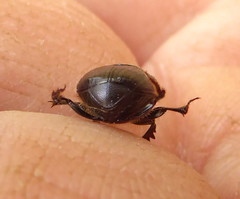 Onthophagus ebenus