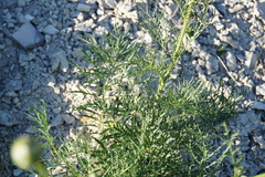 Rhaponticoides razdorskyi