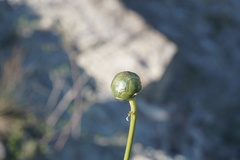 Rhaponticoides razdorskyi