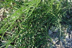 Rhaponticoides razdorskyi