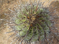 Ferocactus herrerae
