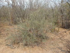 Sarcomphalus obtusifolius
