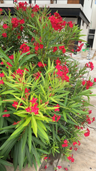 Nerium oleander