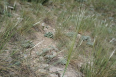 Stipa caucasica