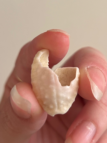Cypraea granulata observed 2025-08-02