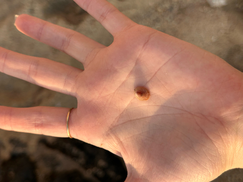 Antisabia imbricata observed 2026-06-21