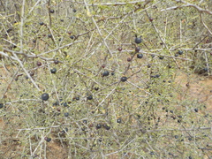 Sarcomphalus obtusifolius