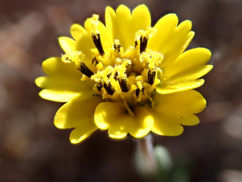 Layia platyglossa observed 2026-07-22