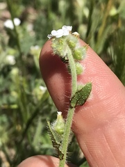 Plagiobothrys collinus