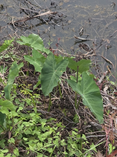 Taro