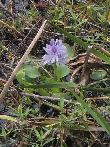 common water hyacinth