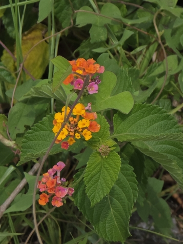 Lantana