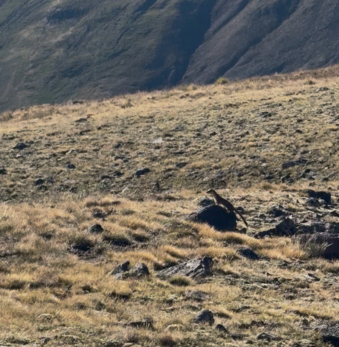 Southwest American Stoat