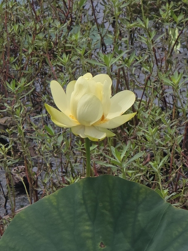 American lotus