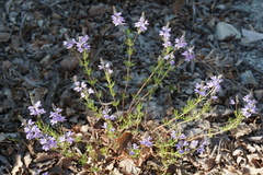 Veronica multifida