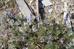 Veronica multifida
