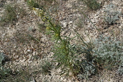 Reseda globulosa
