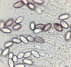 Ascobolus albidus