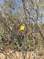 Erythrostemon palmeri