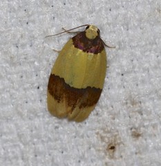 Heterallactis euchrysa