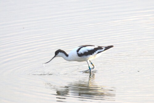 iNaturalist: (c) clc1969, some rights reserved (CC BY-NC) iNaturalist image