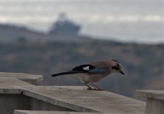 Garrulus glandarius atricapillus