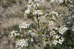 Crambe aspera