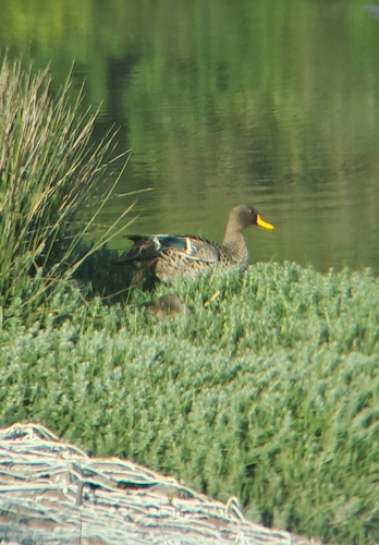 iNaturalist image