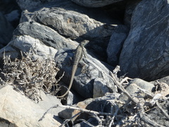 Microlophus atacamensis