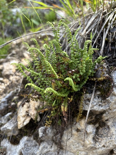 Green spleenwort (Asplenium viride)